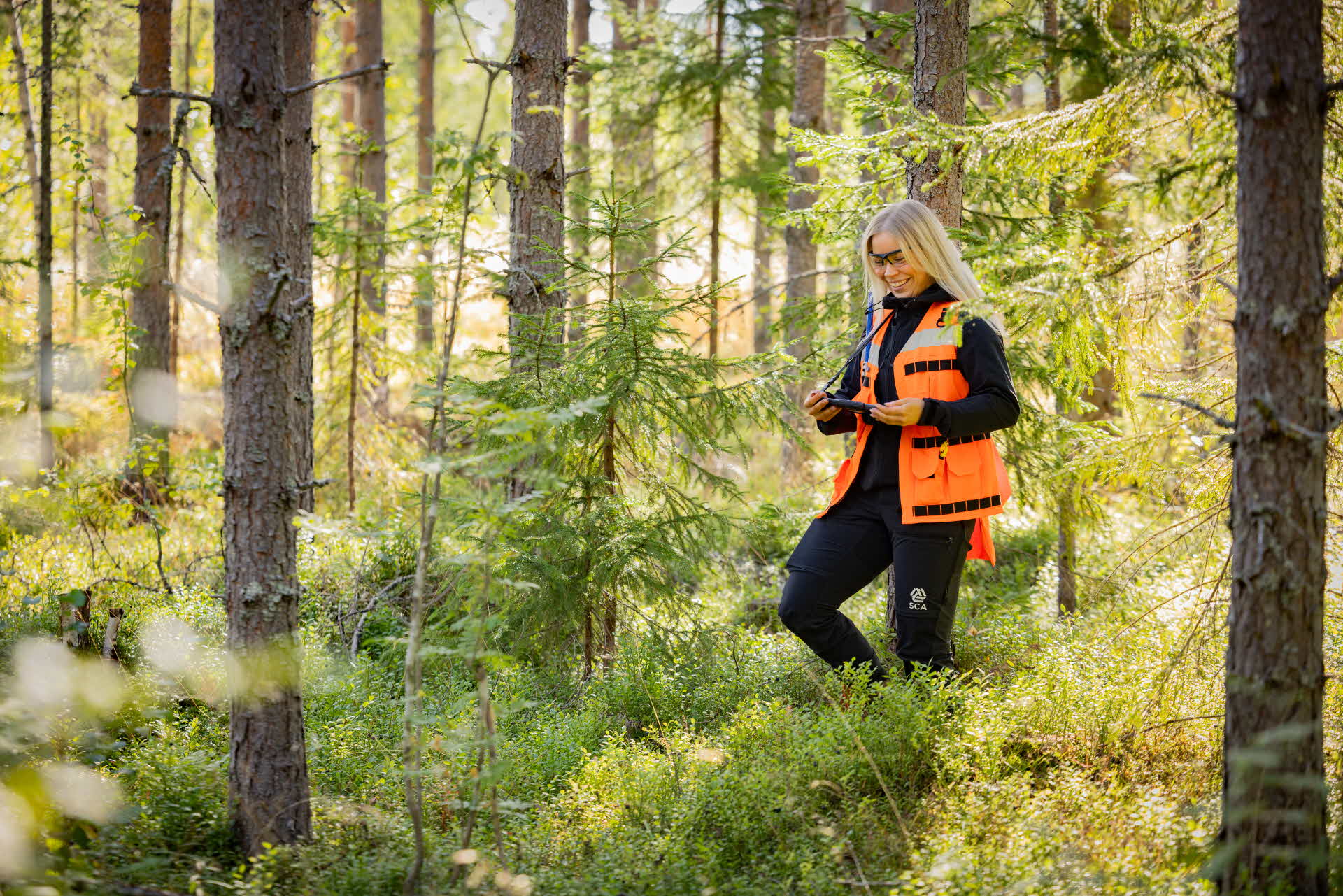 a site planner in the forest