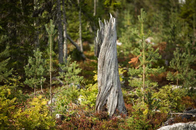 old stump