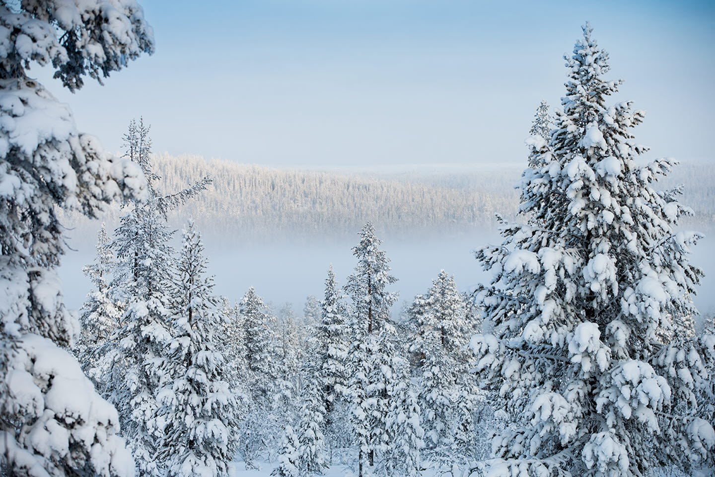 Skog på vintern, forest in winter