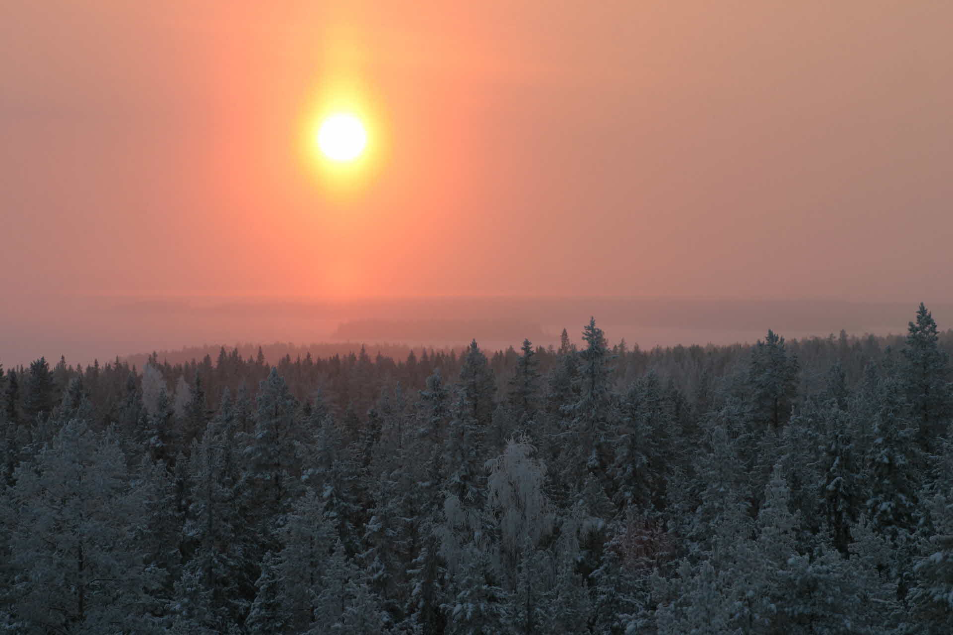 En vy över snötäckt skog i solnedgång. 