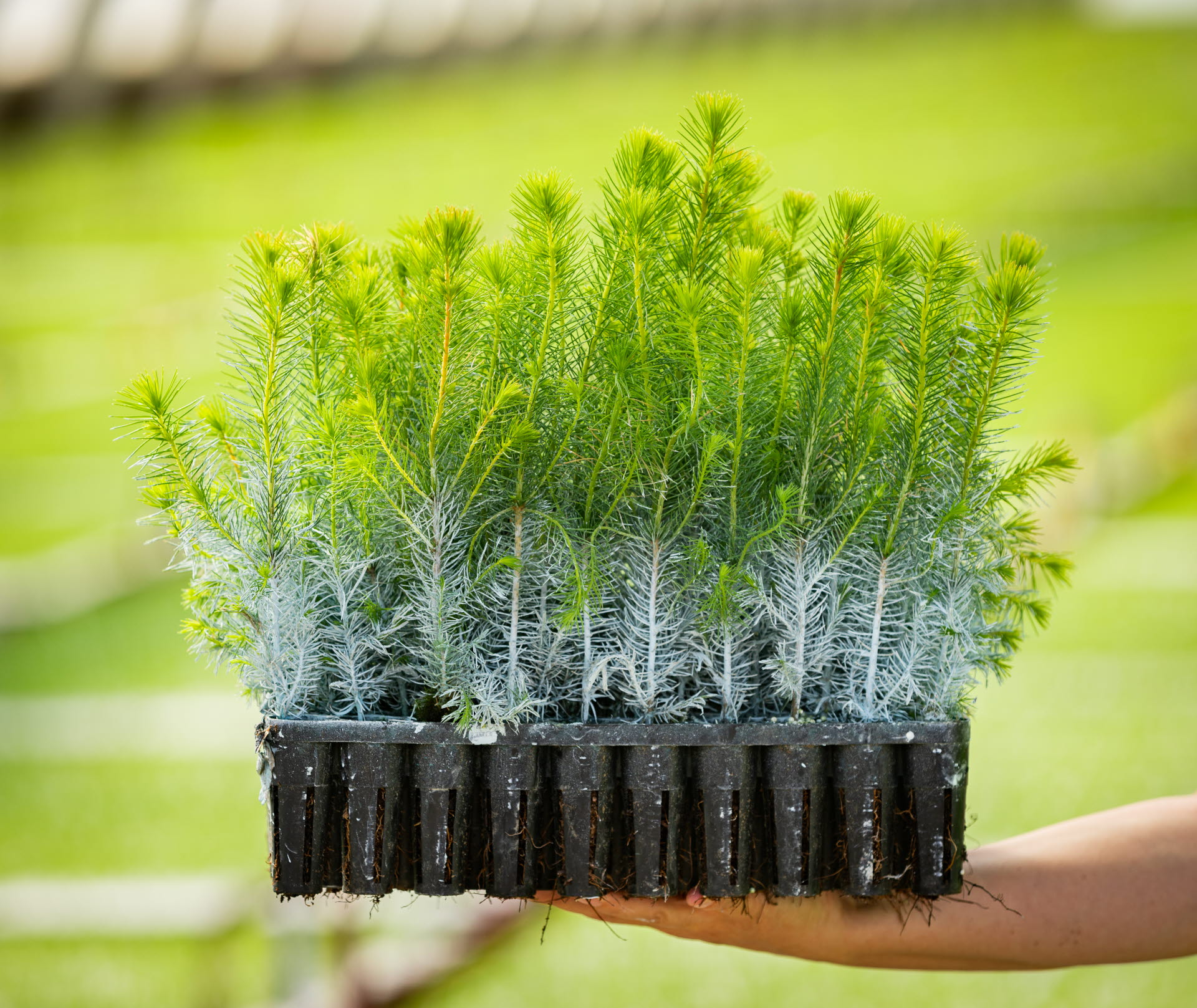 Hylosafe skyddar plantor