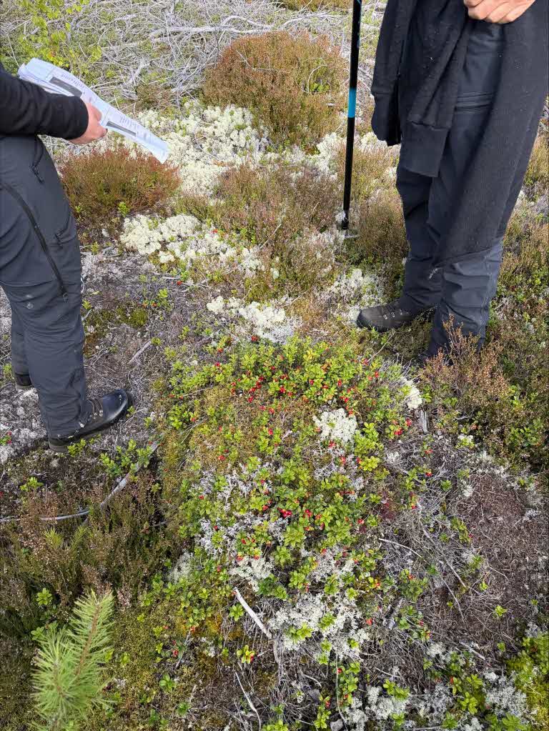 measuring stems in a young forest
