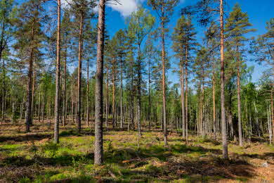 Kvarlämnade tallar