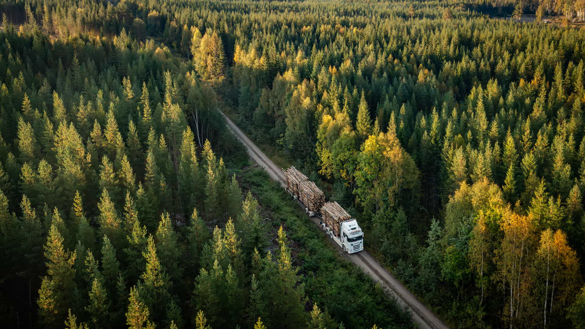 Timmberbil med virke på väg genom skogen.