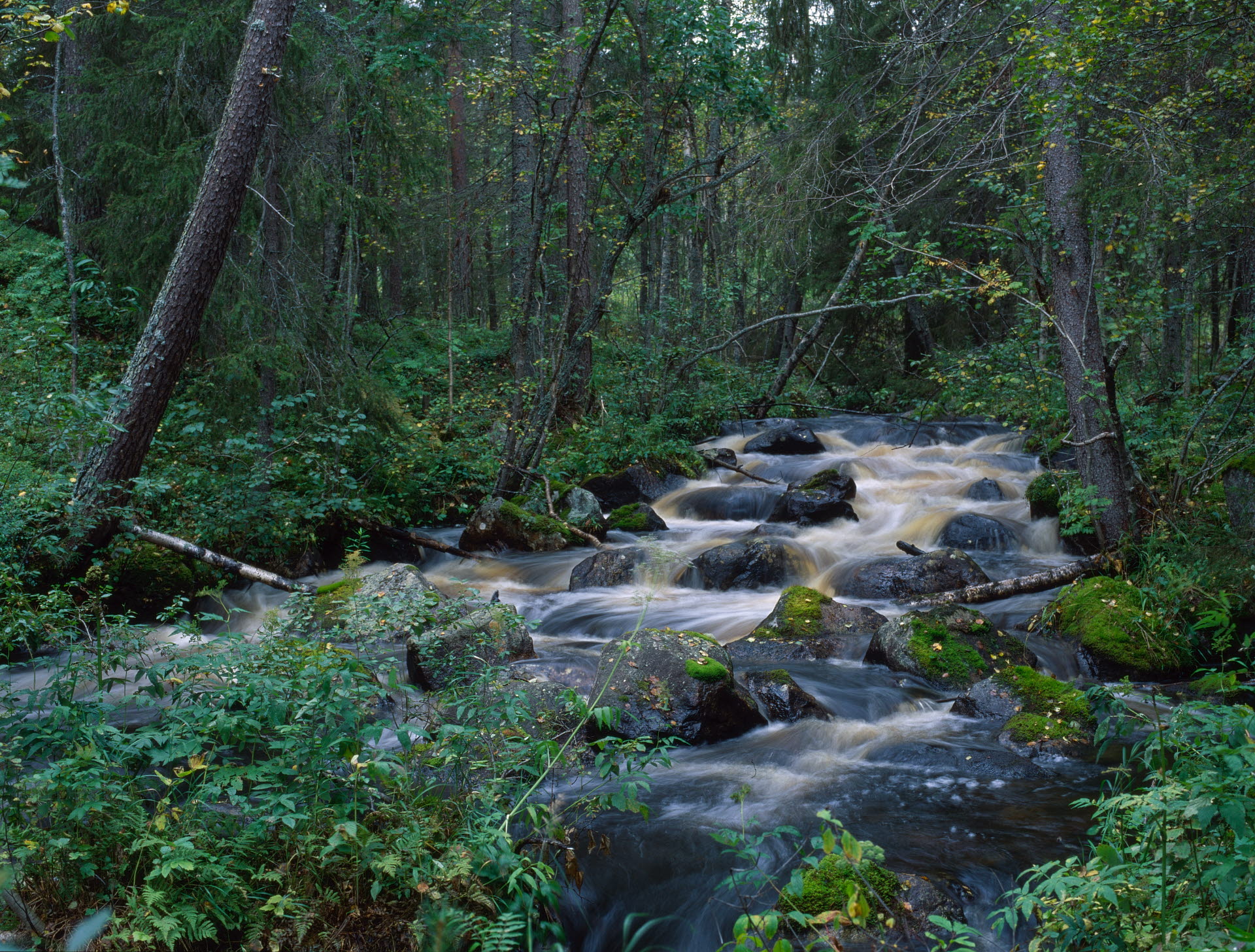 Ett vattendrag i skogen.