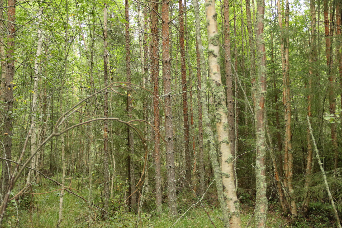Oskött skog, andra gallring dålig, ca 55 år