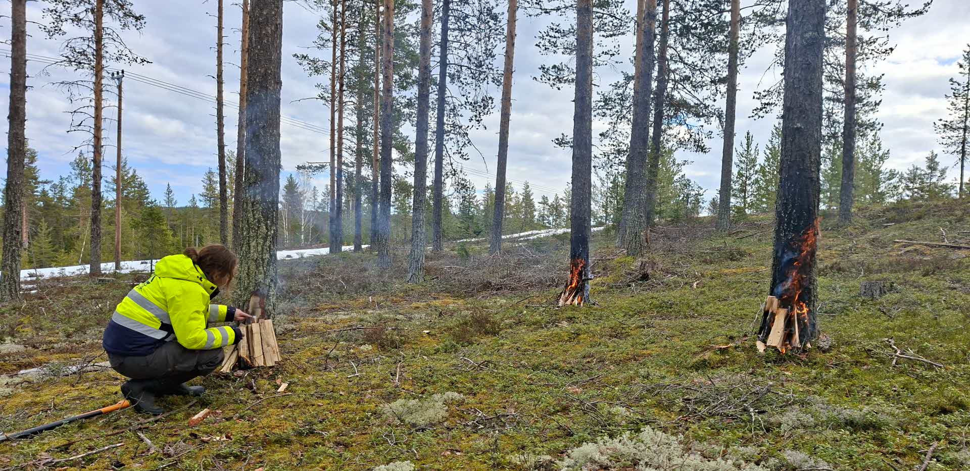 partial debarking of pines