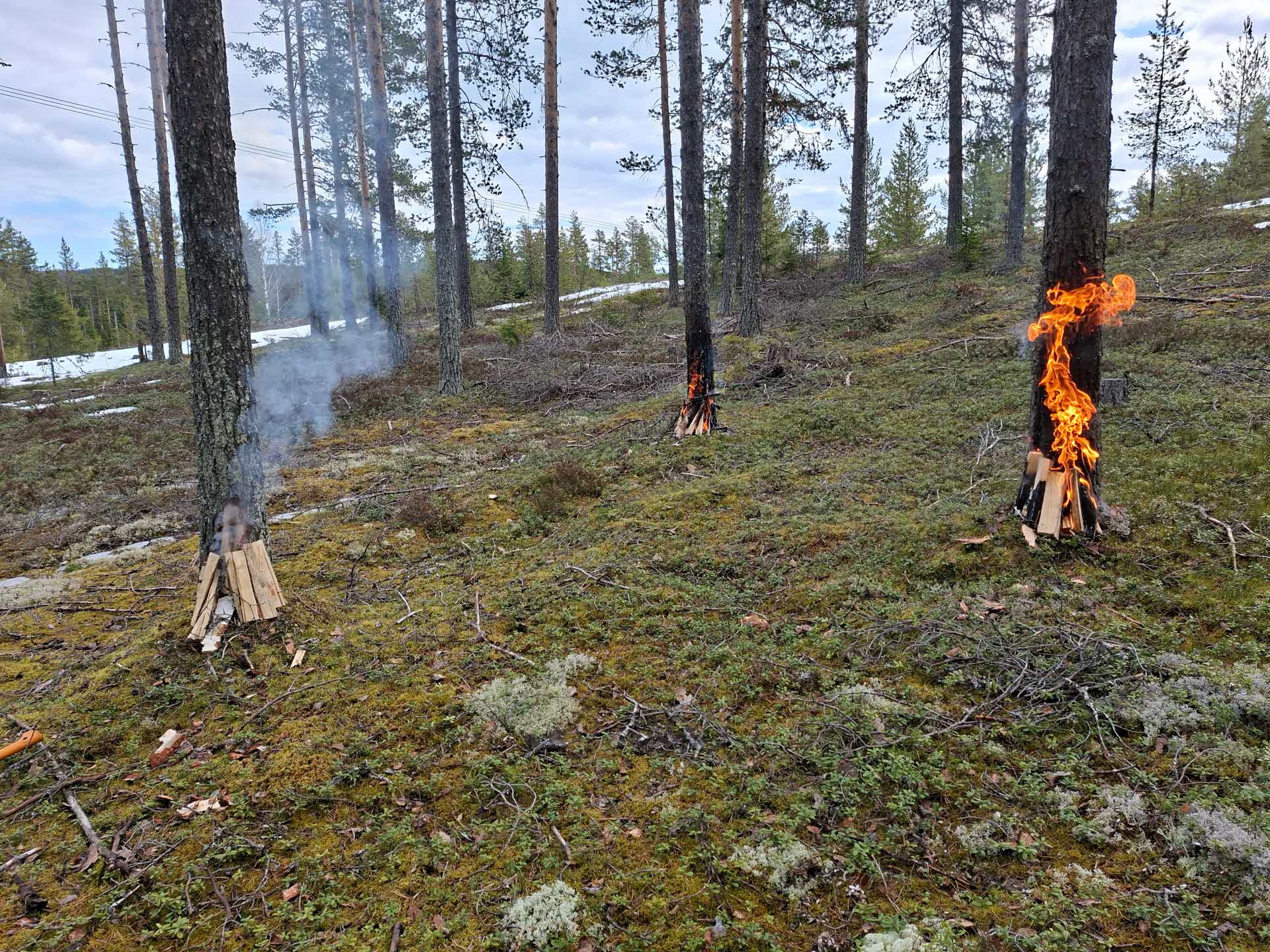 stambasbränning av tallar på SCA-mark