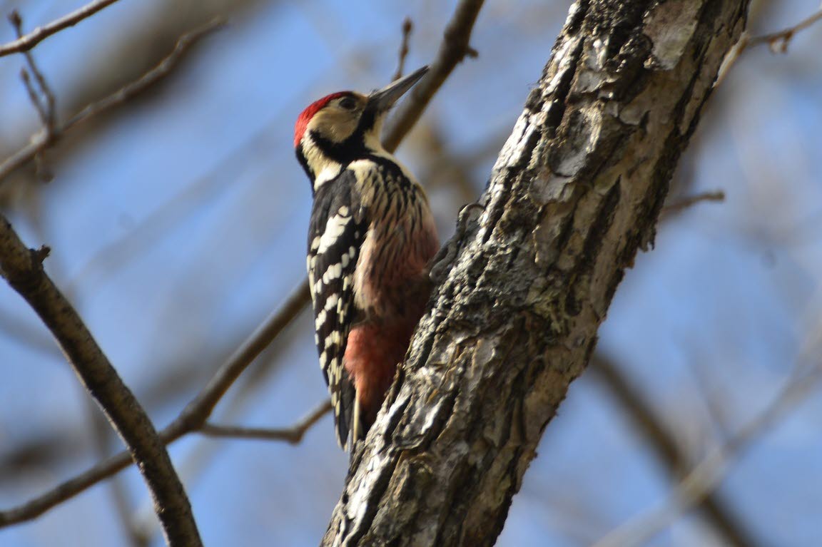 White-backed woodpeckers