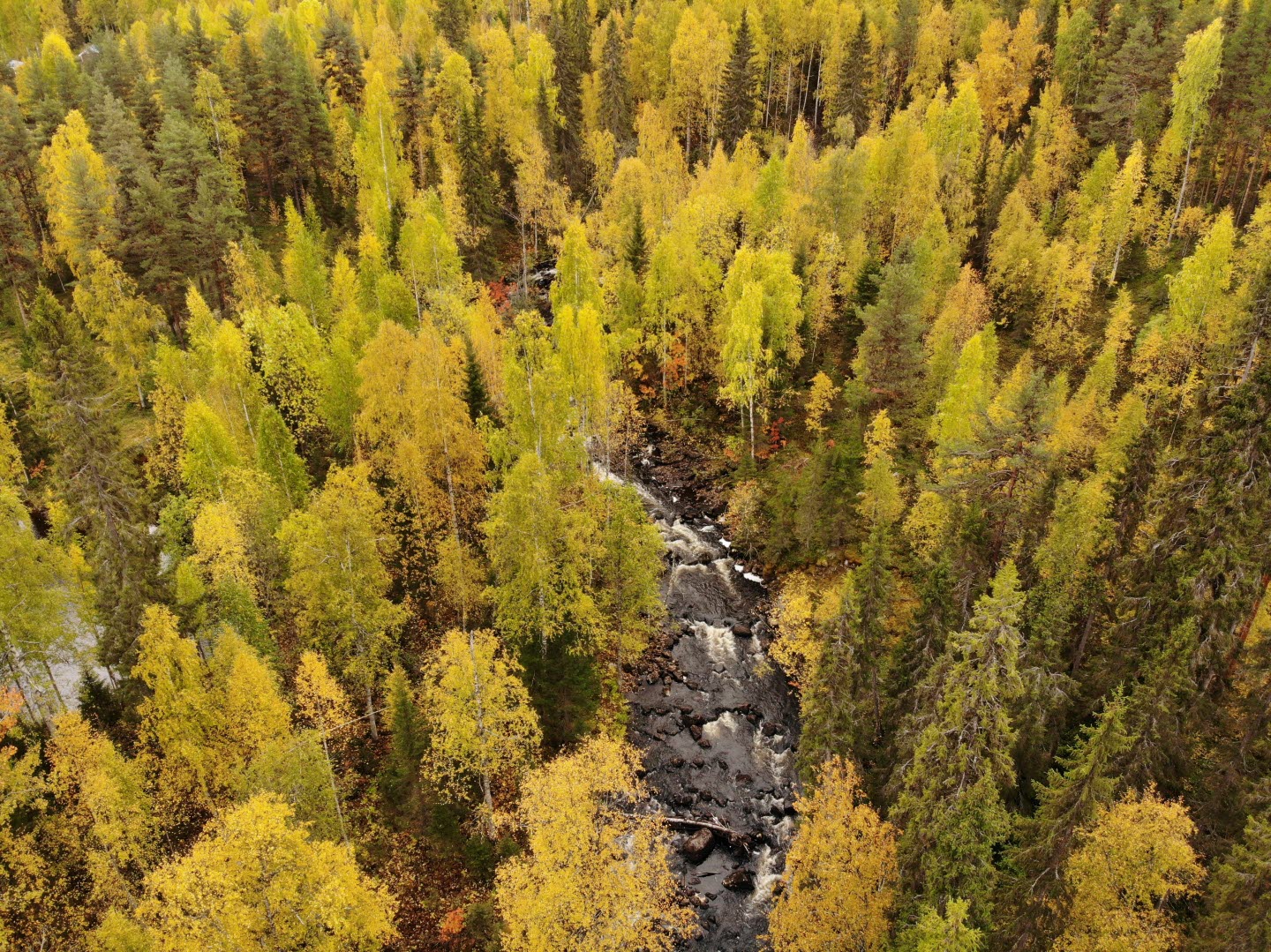 Lagnäsån, en av Steget Före-skogarna i Jokkmokks kommun som fått långvarigt skydd