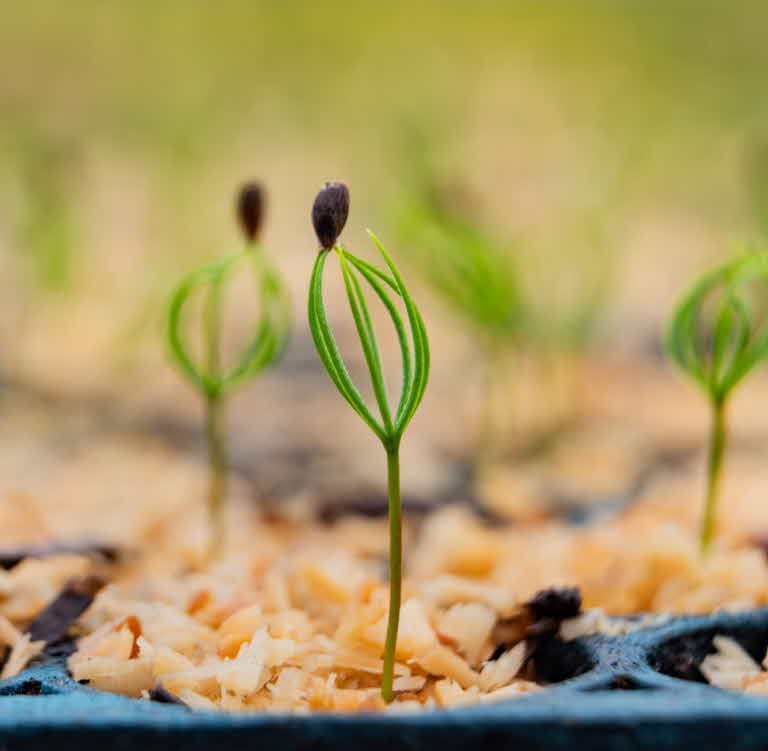 small seedlings