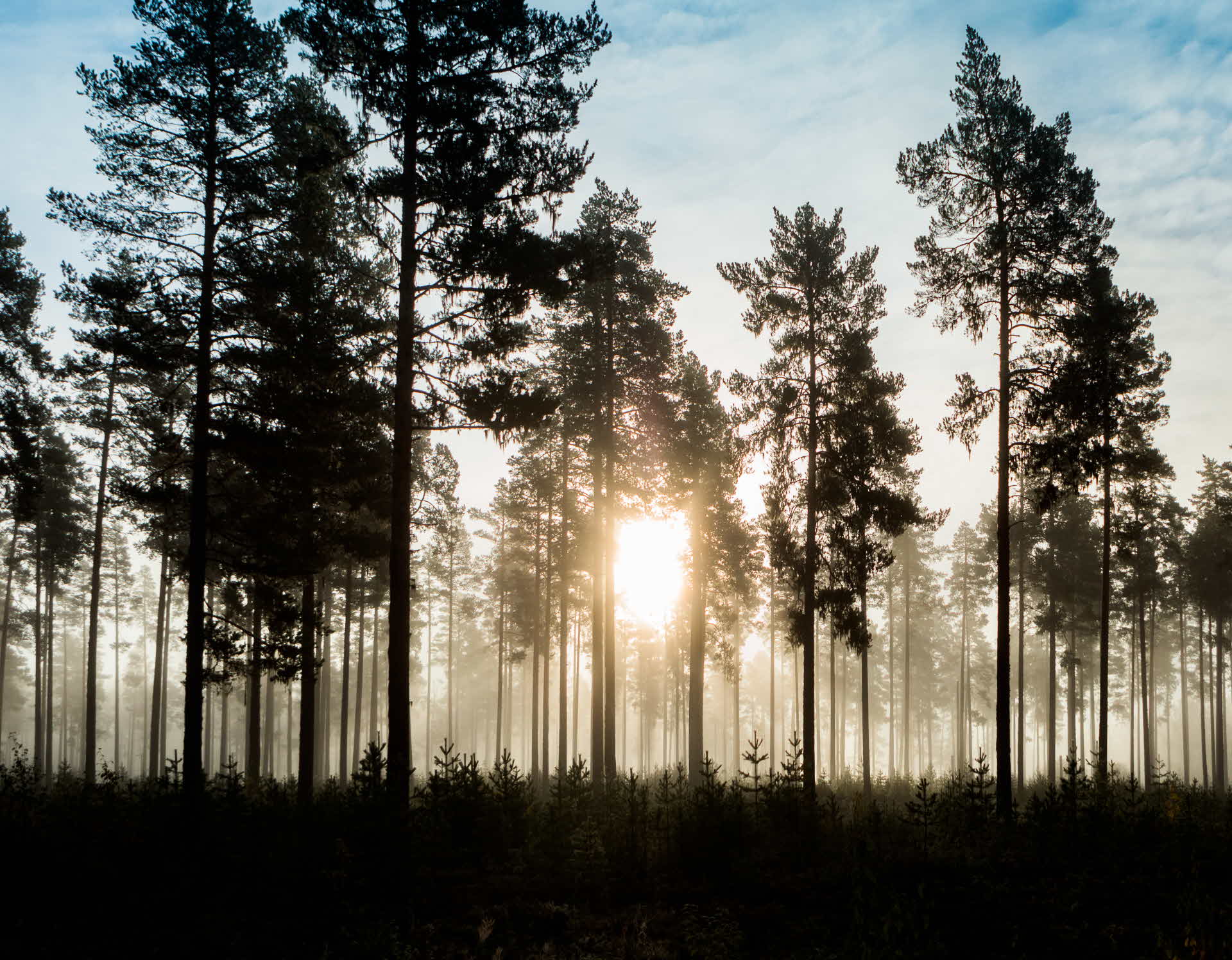 Morning sunlight through a pine forest.