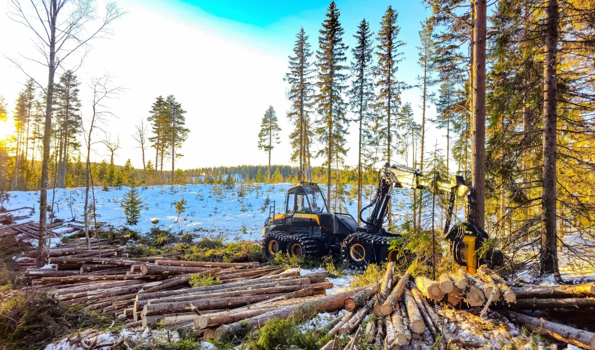 A harvester working in the winter forest