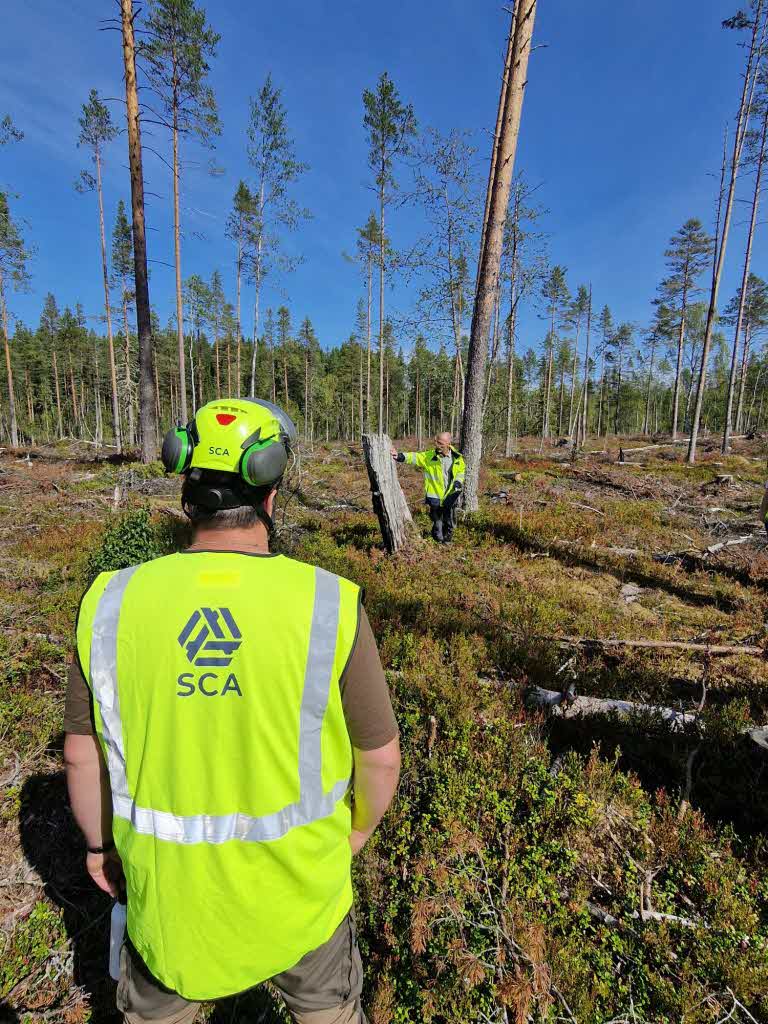 Gruppen tittar på naturvärdesträd