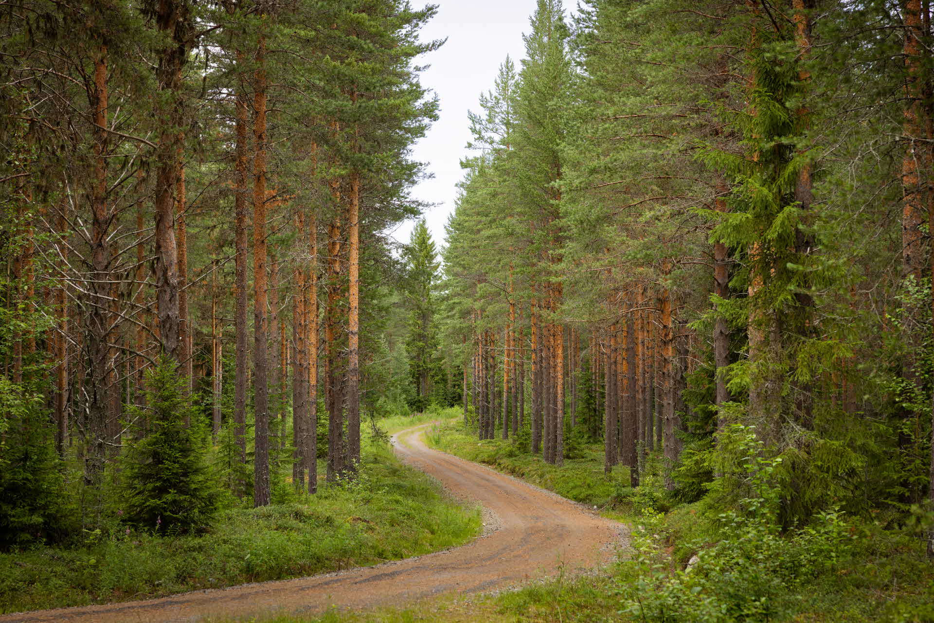 forest in the sun set