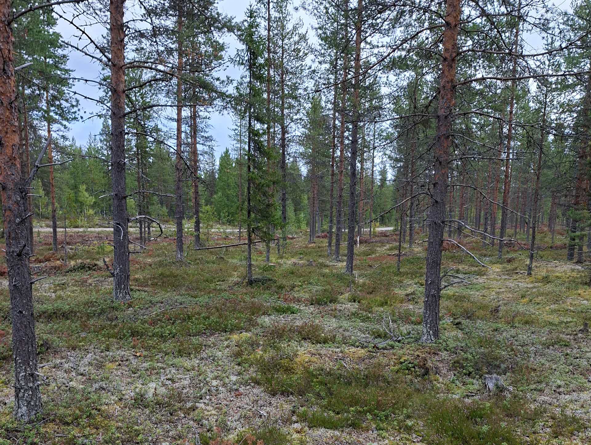 lavrik mark efter gallring