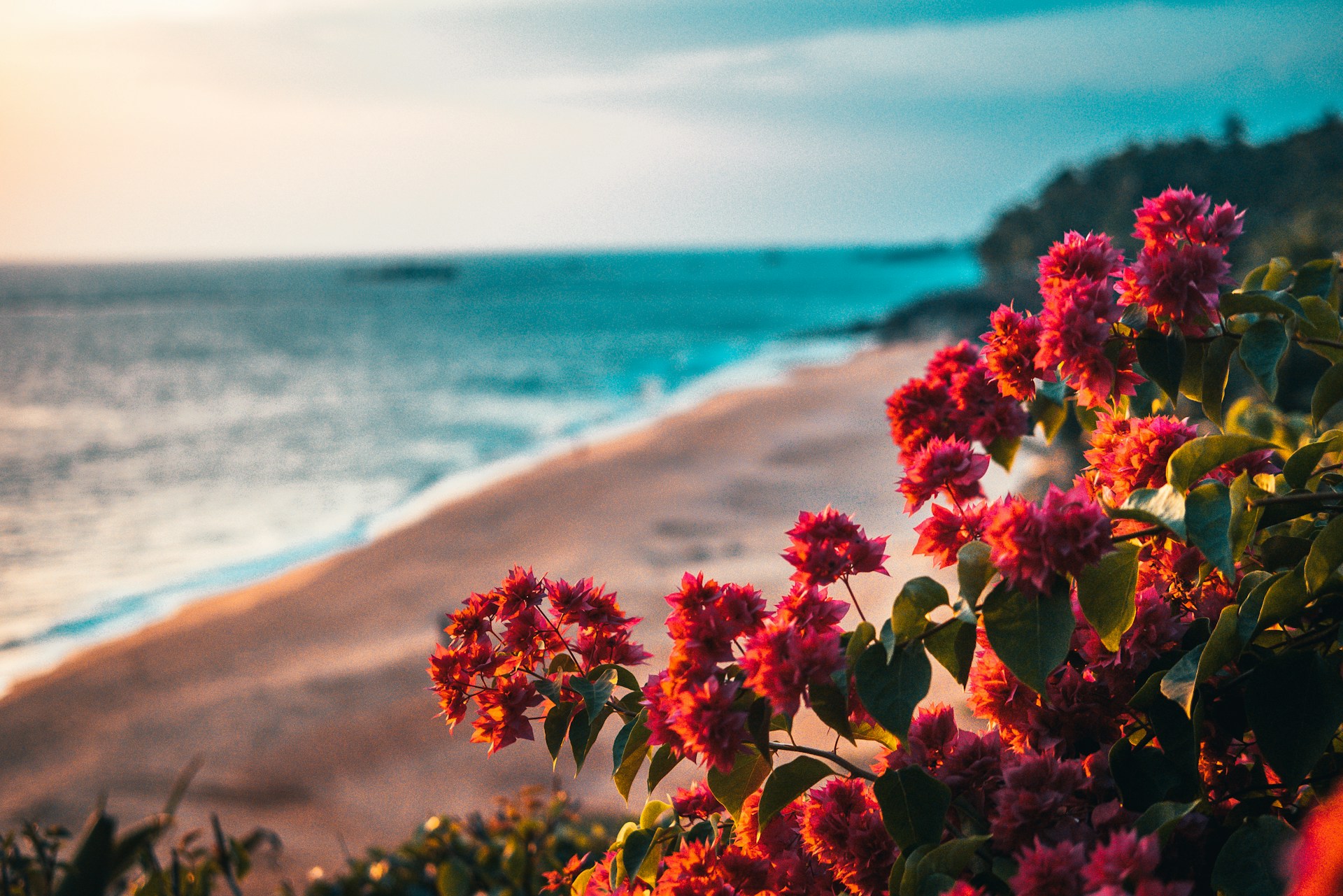 Röda blommor i förgrunden till en strand i solnedgång.