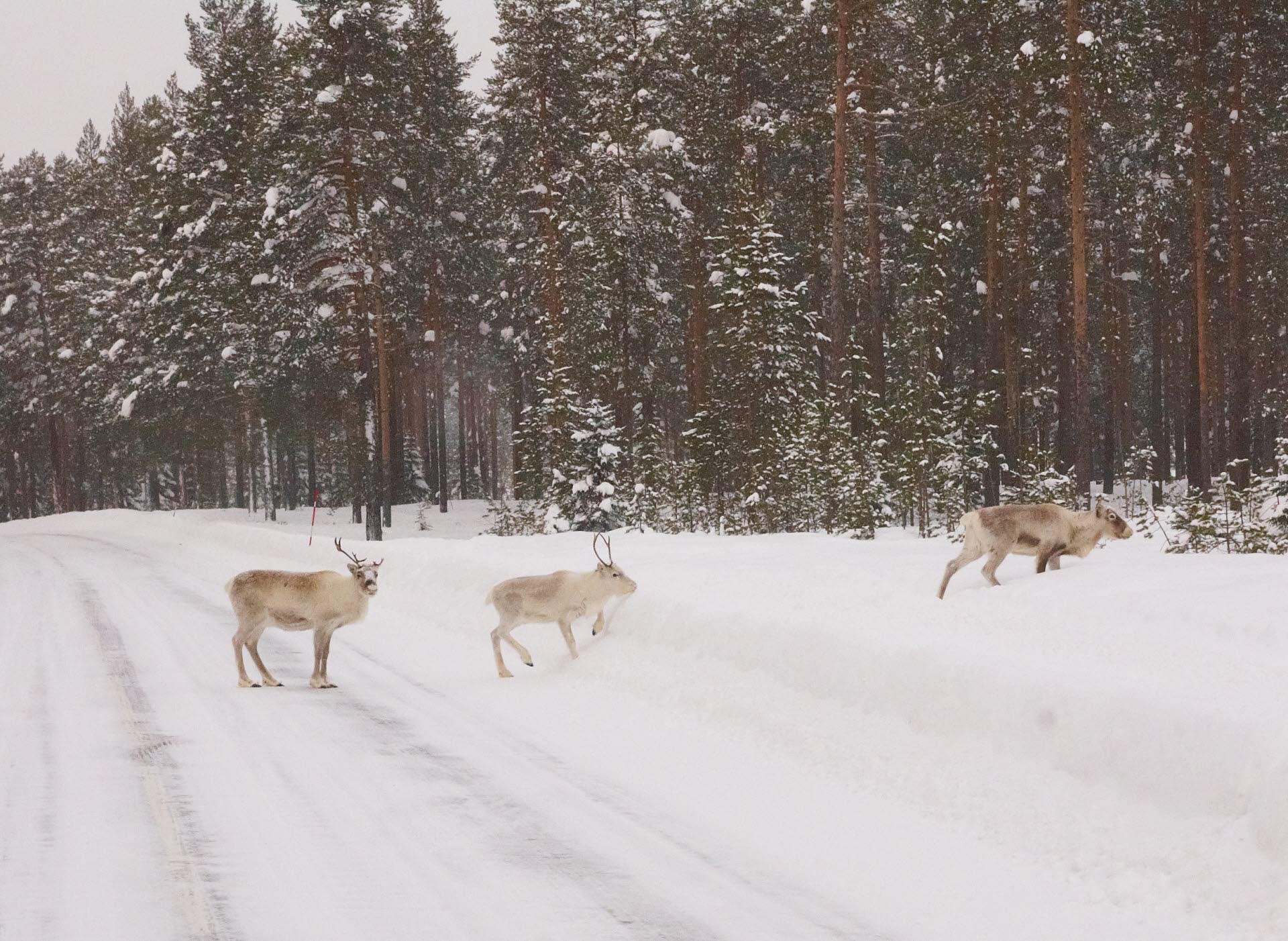 Reindeers walking over a snow covered road.