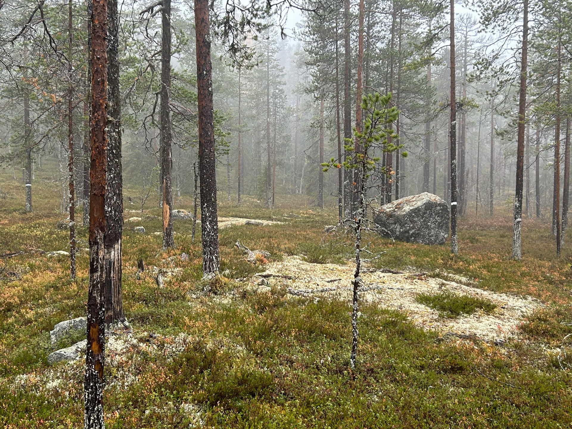 a low-productive forest with pines and lot of ground lichens