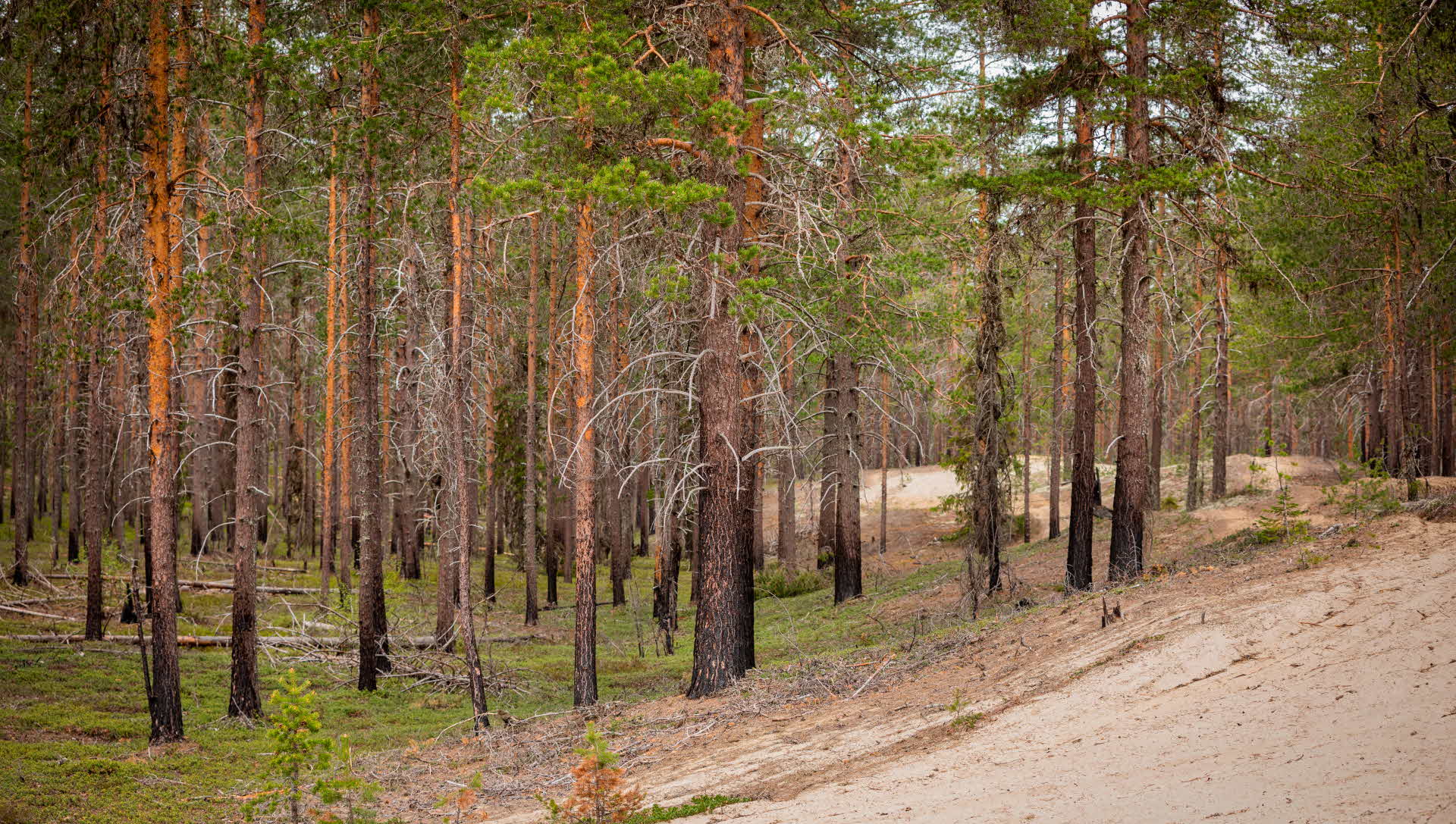 Naturvårdsbränd sandtallskog i Sörgraninge