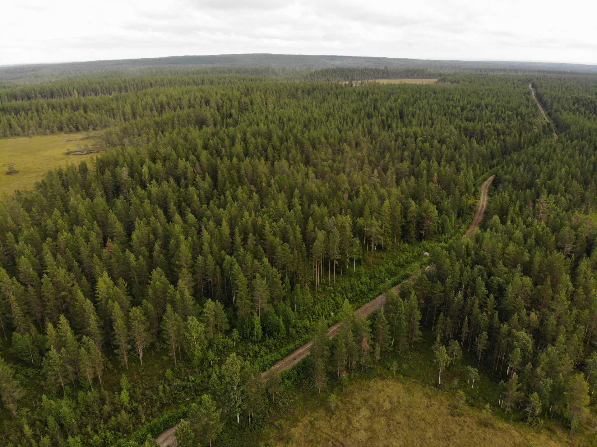 Drönarbild över en granskog.