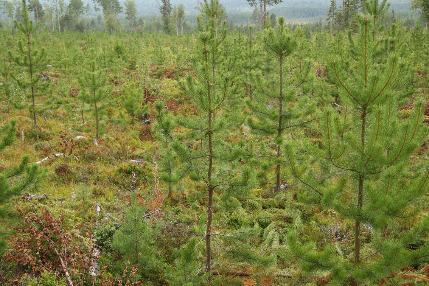 Skött skog med bra röjning, ca 12 år efter avverkning