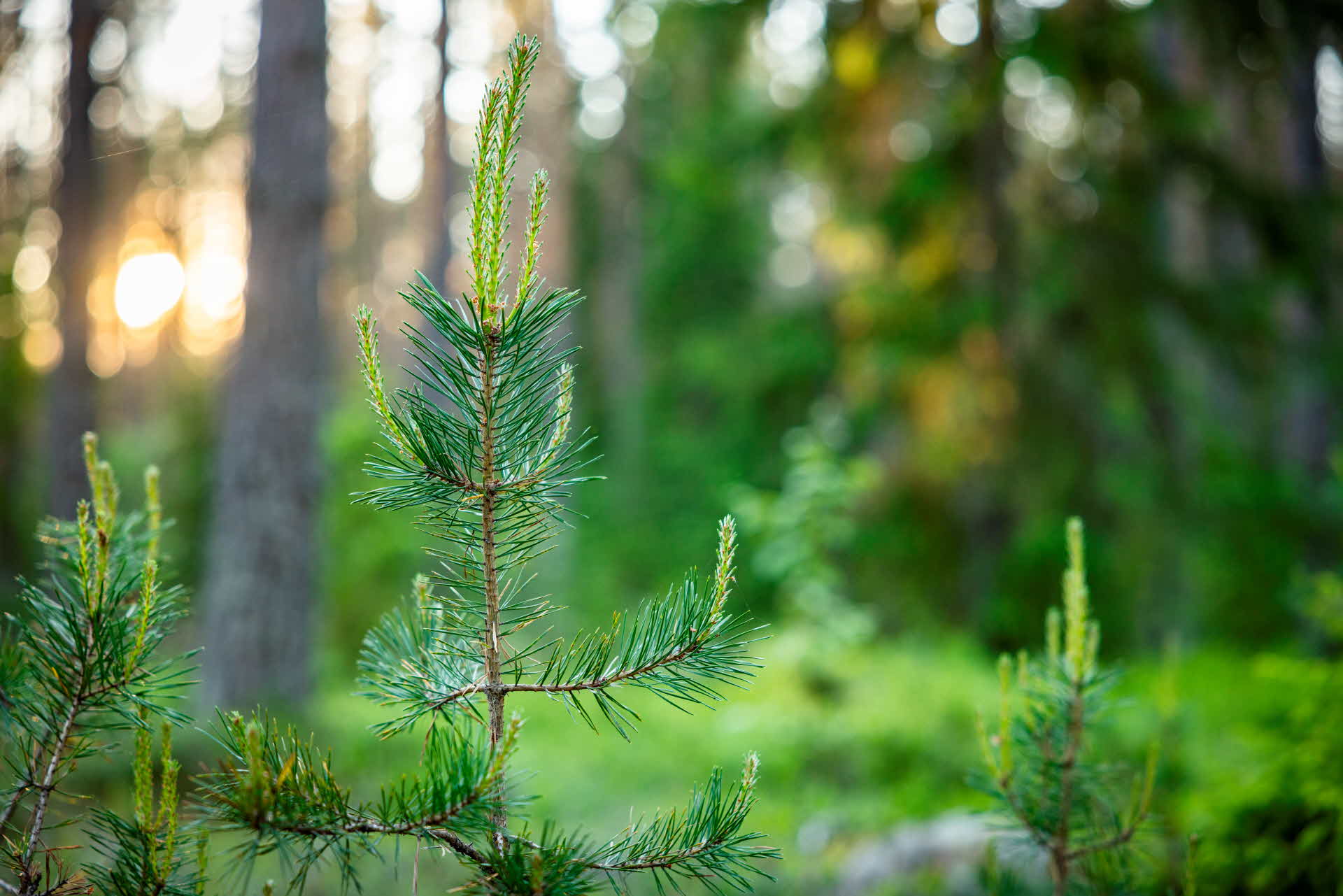 Ung tall i skog