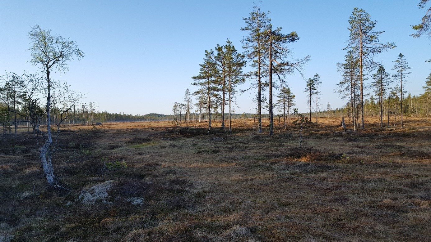 Stentjärnsmyren