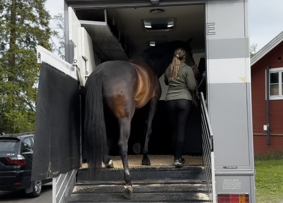 Häst lastas i transport med stallpellets som underlag