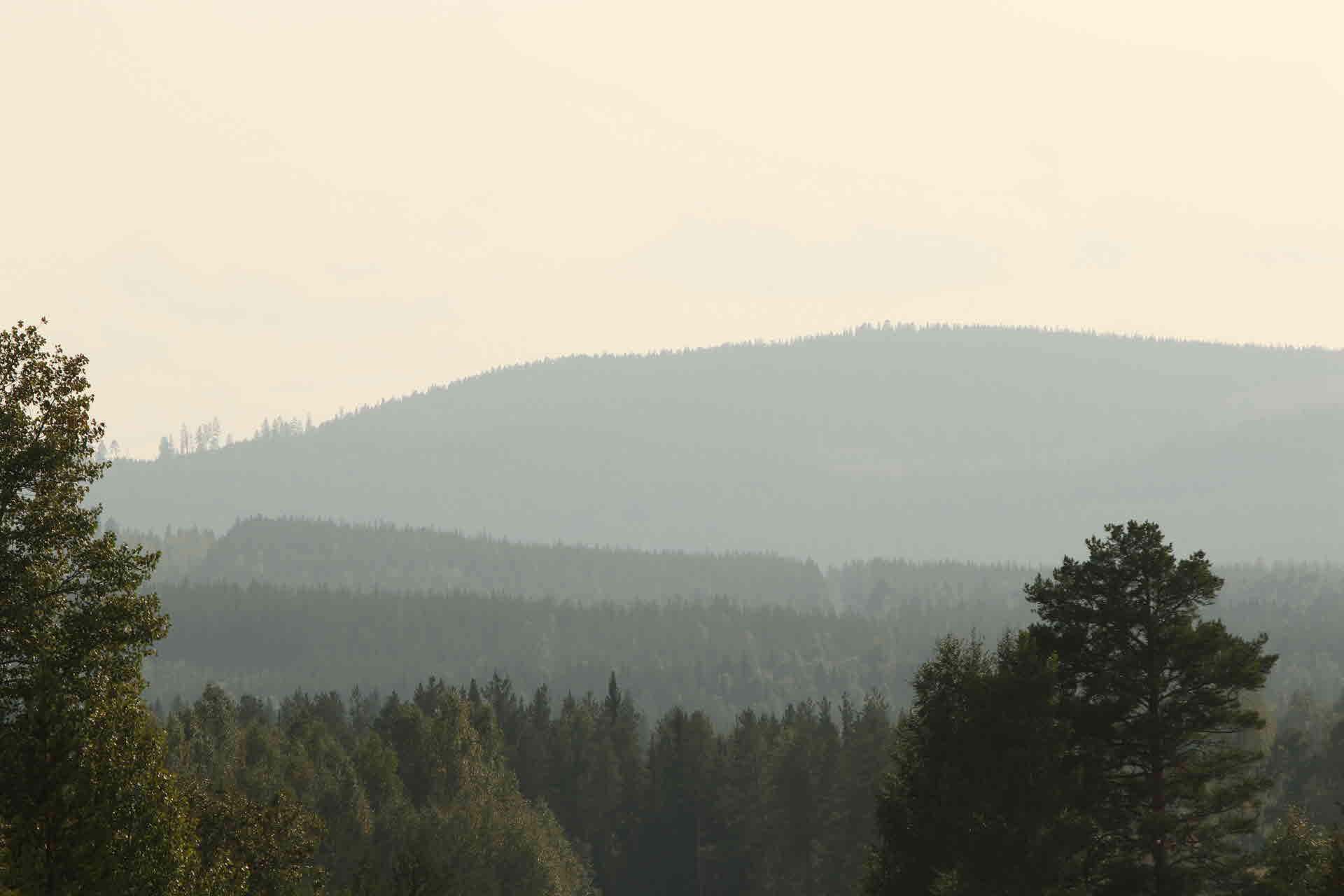Utsikt över en skog i dimma.