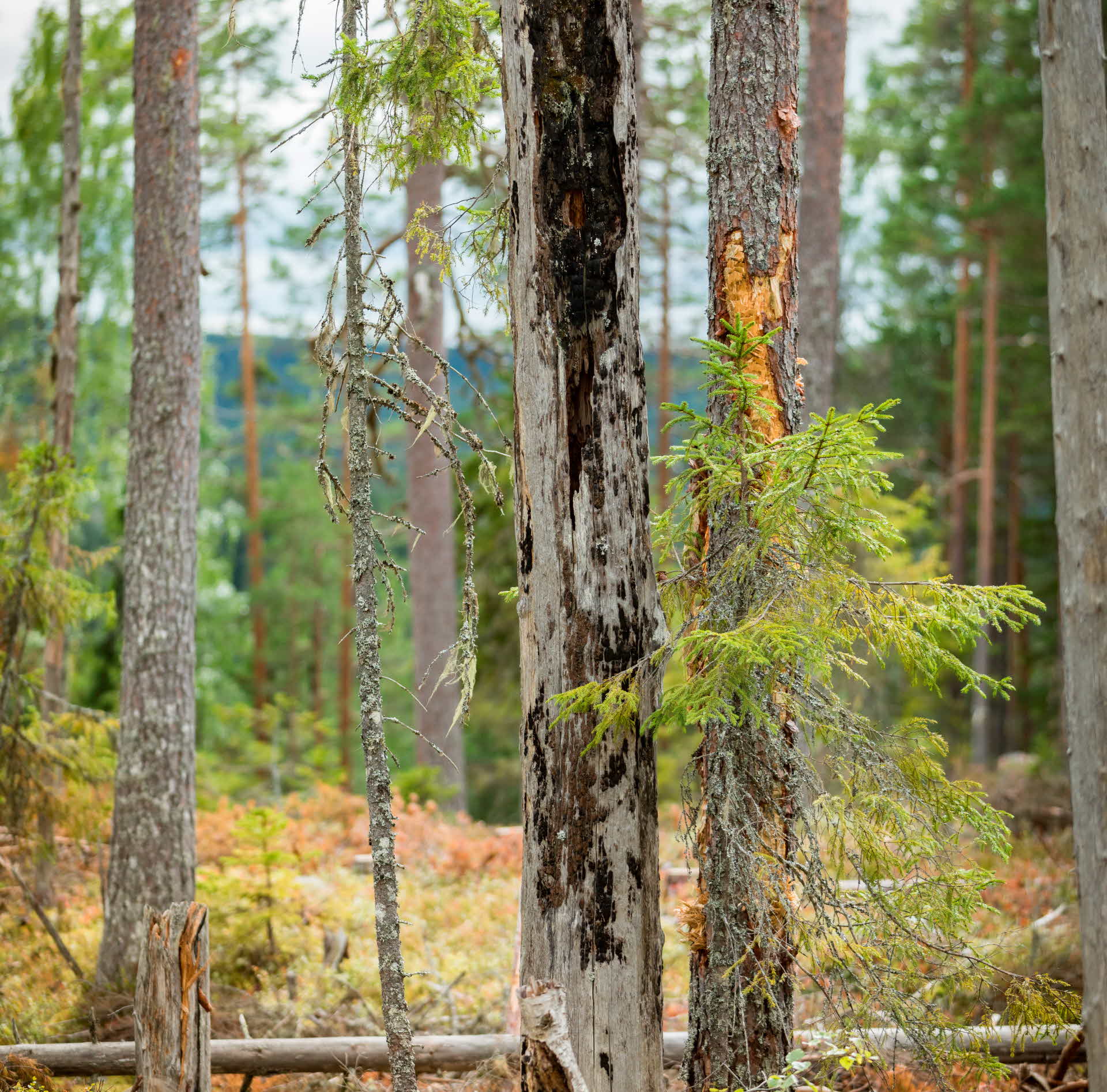 Bränd tallstam