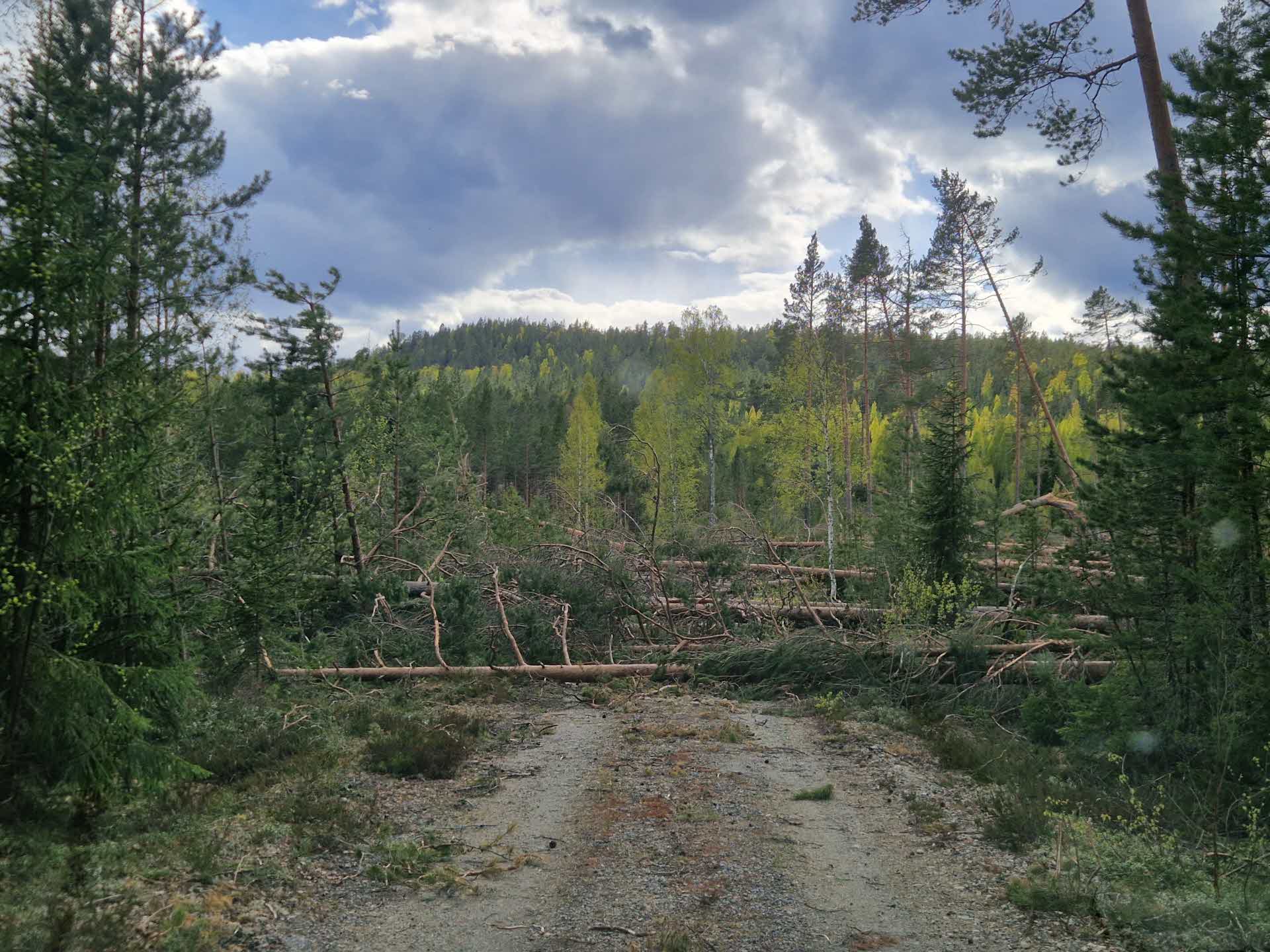 Stormfälld skog över skogsväg