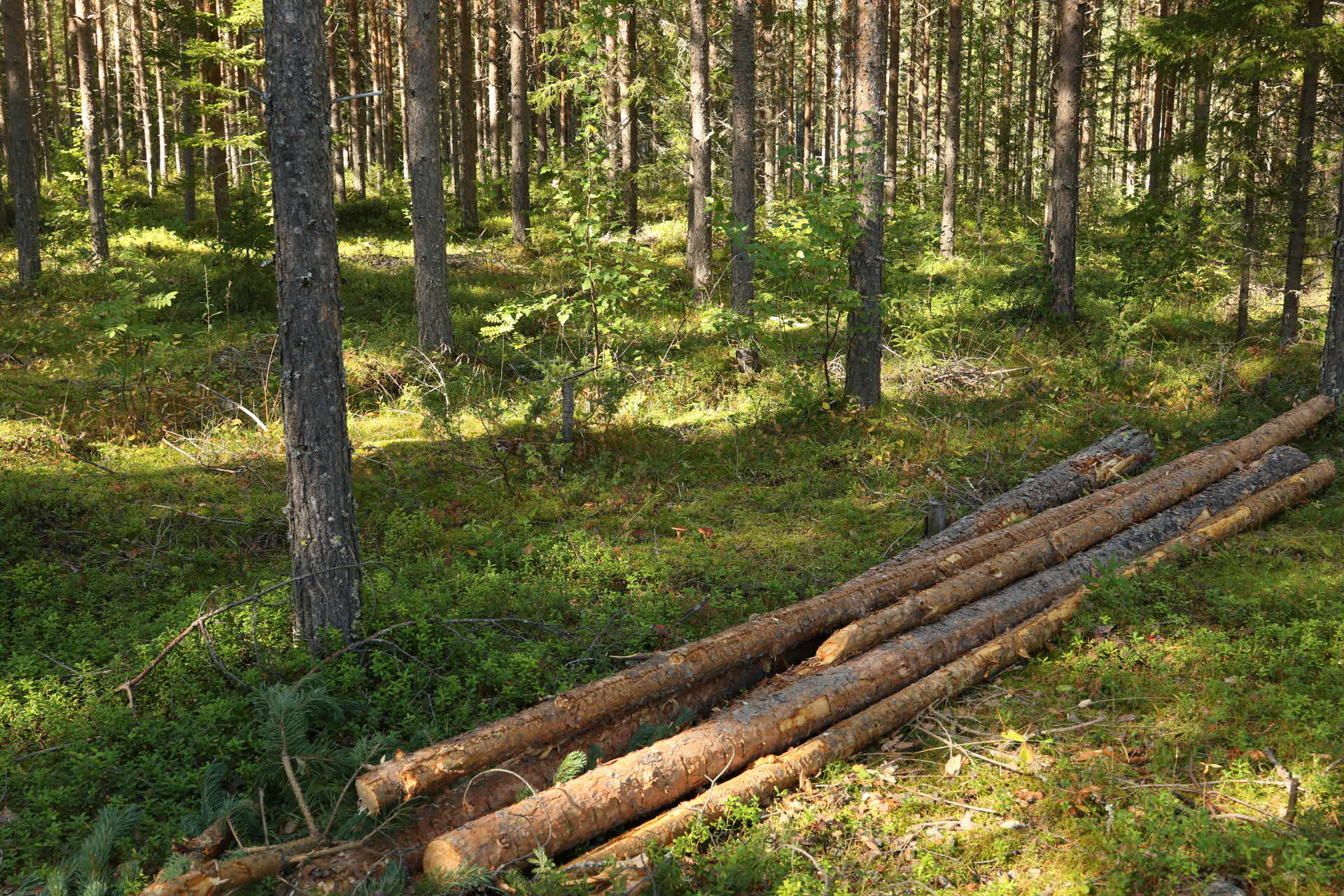 Kvarglömt virke i skogen