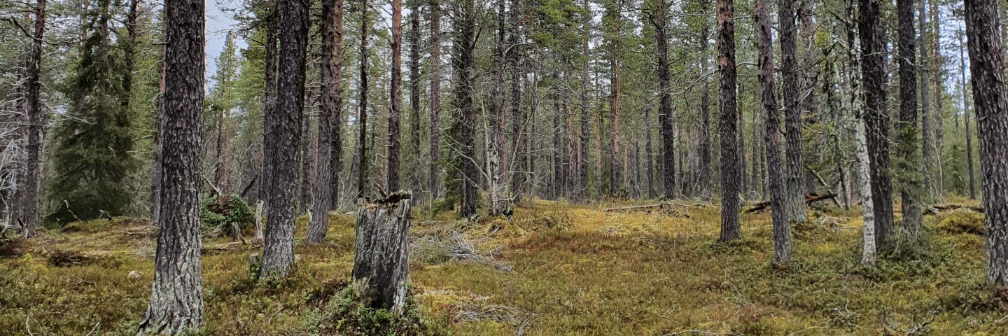Referensgruppmöte Peltovaara mångfaldspark 2021