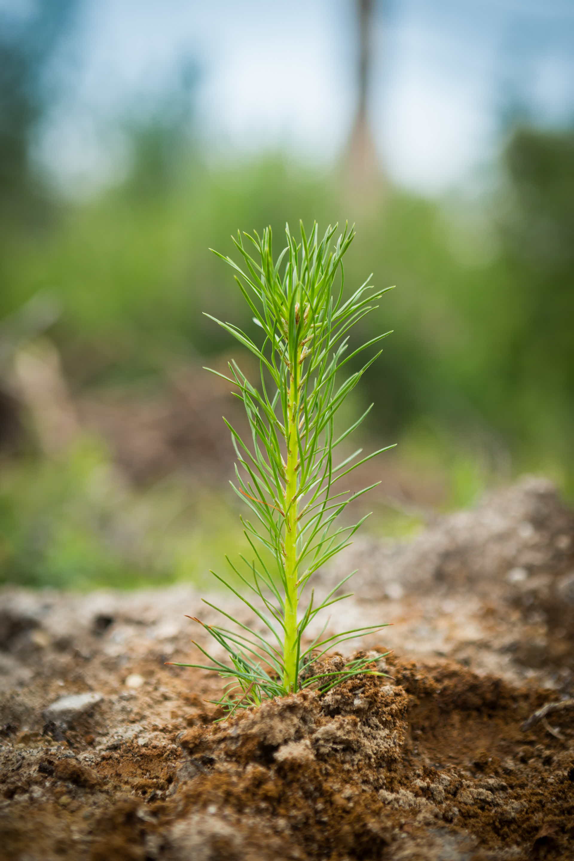 Seedling