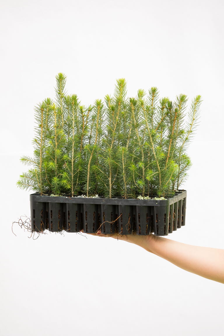 Superpot plant