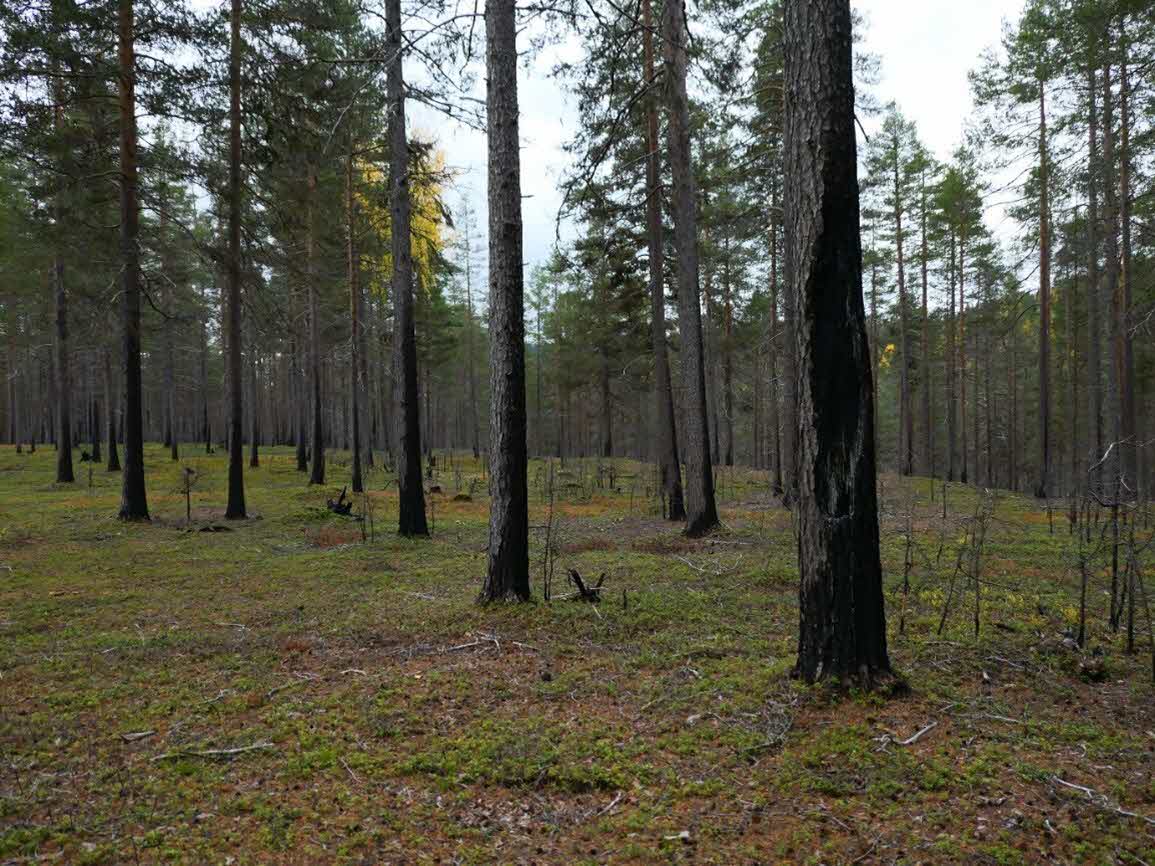 Naturvårdsbränd skog