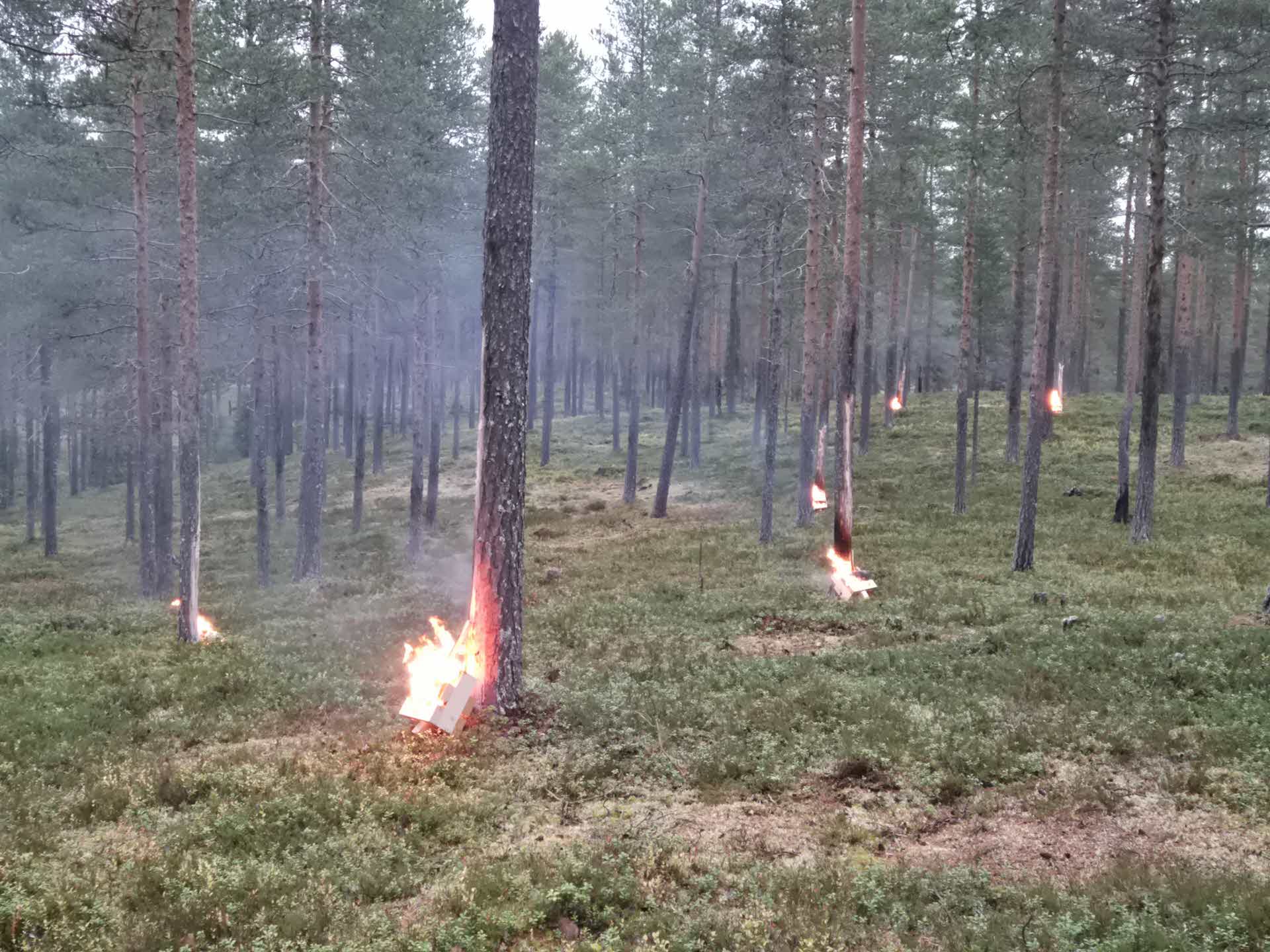 basal burnings in a pine forest