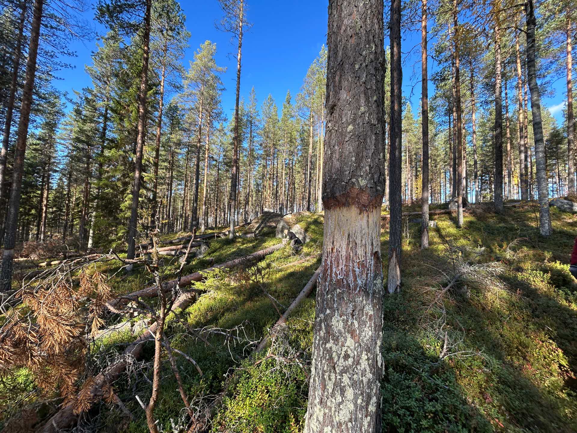 åtgärder i tallskog