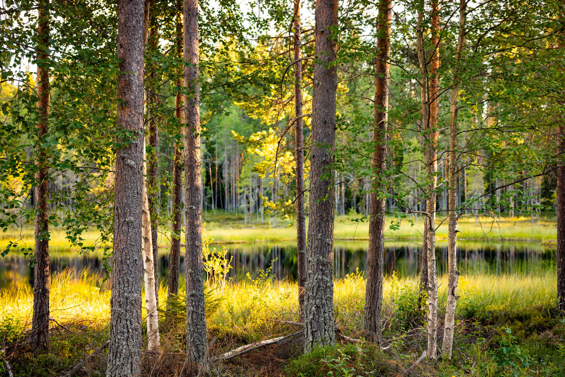 Tallskog i dimma.