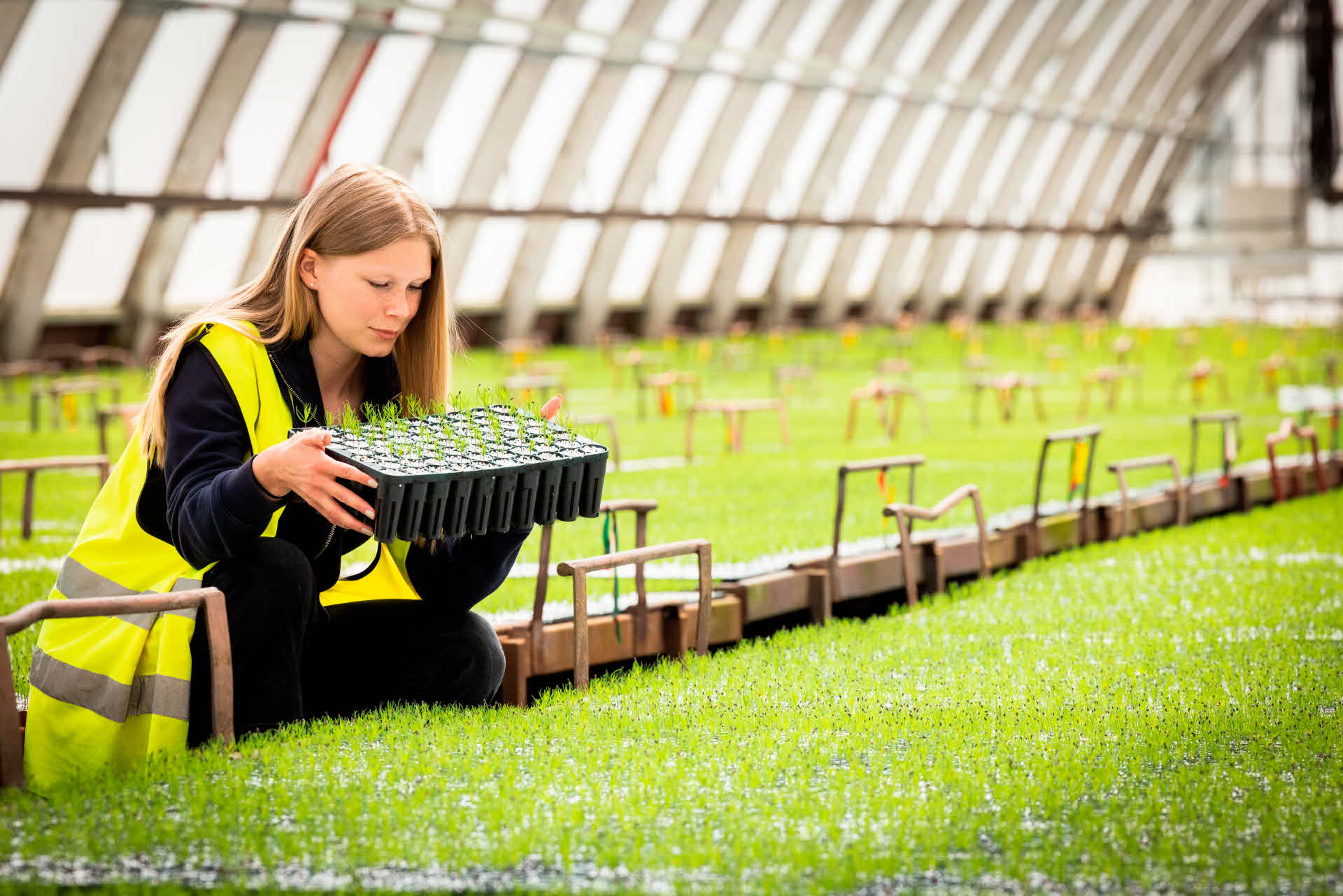 En medarbetare tittar till plantor i ett växthus på Bogrundets plantskola.