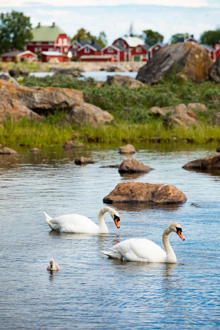 Swans at Lörudden