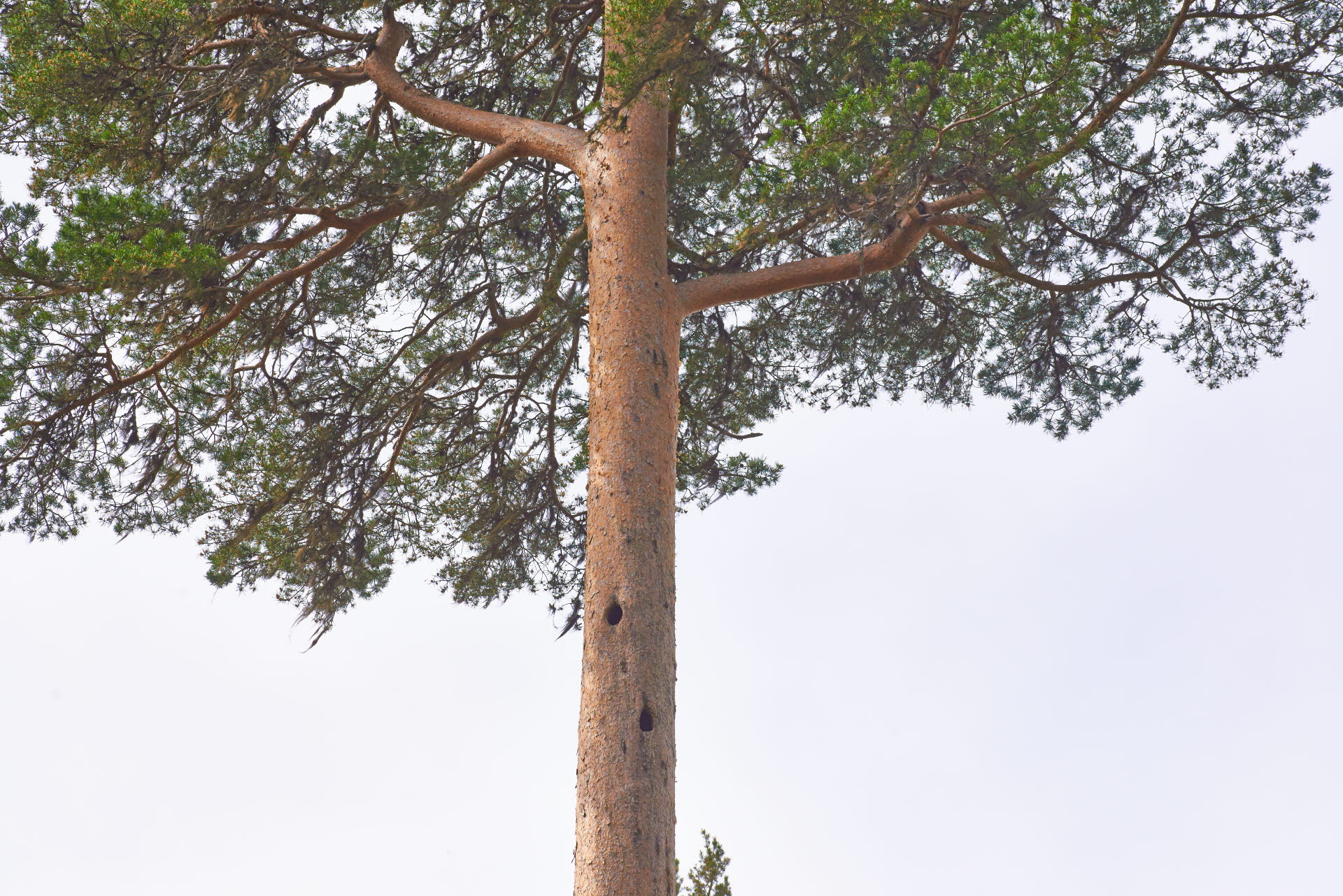 A pine tree.