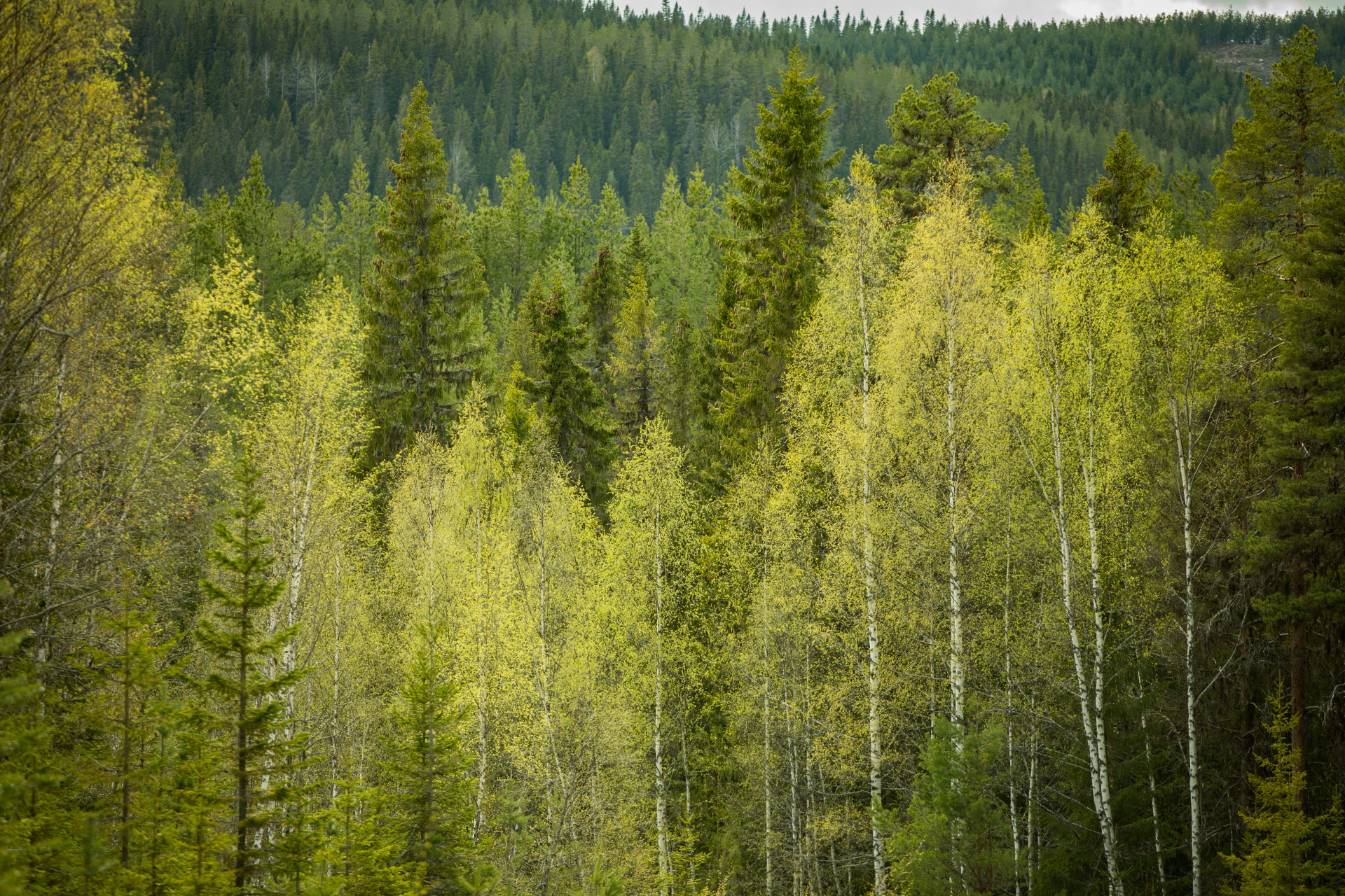 A forest in the spring.