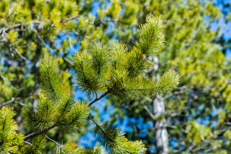 Pinus Contorta