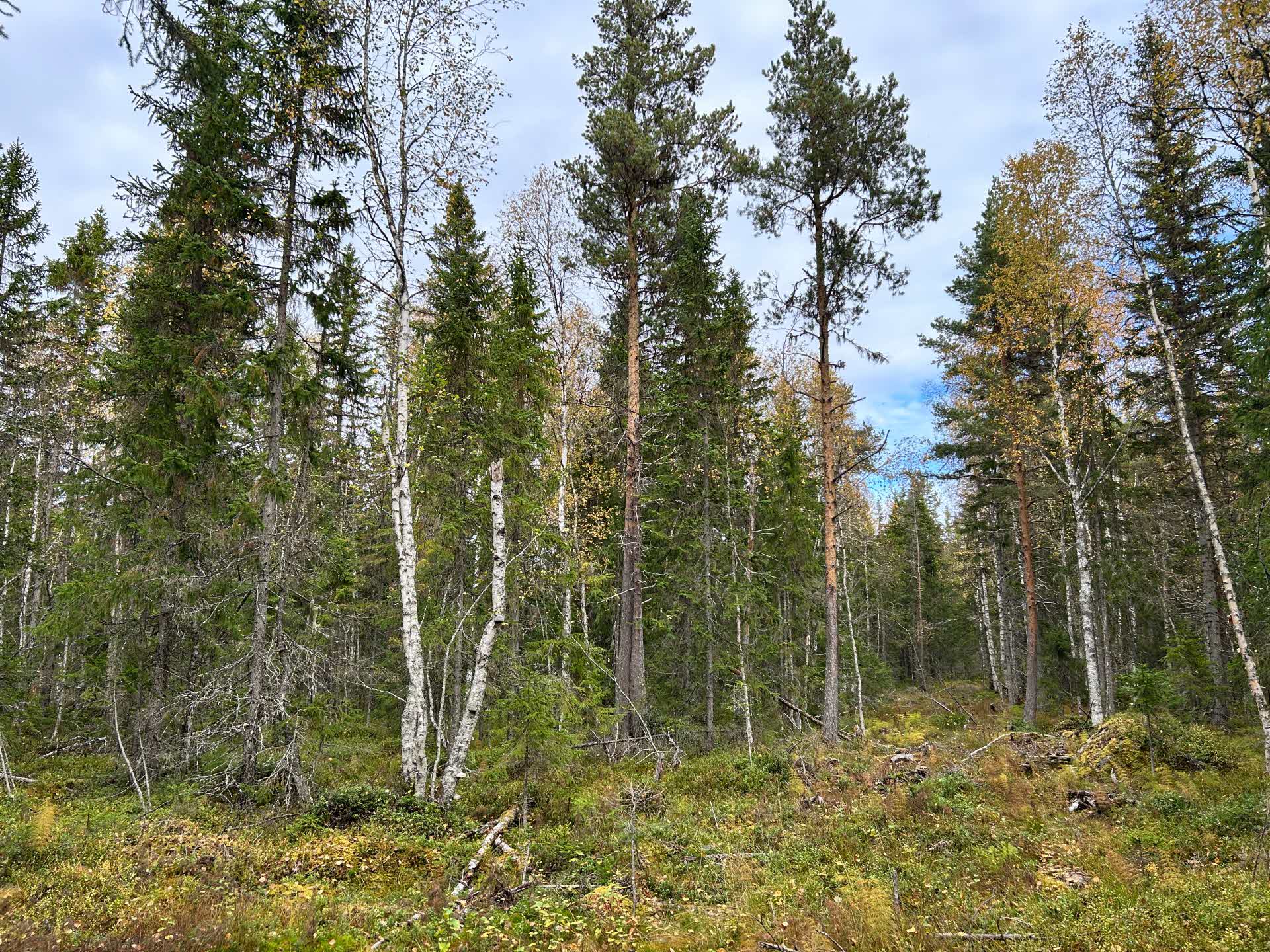 Selection system in spruce forest