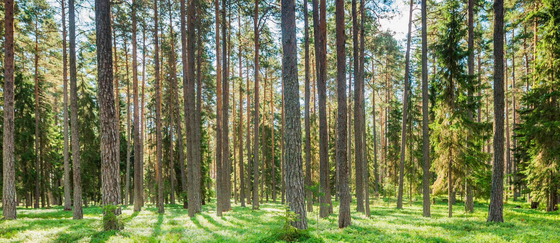 En skog av barrträd i solljus.