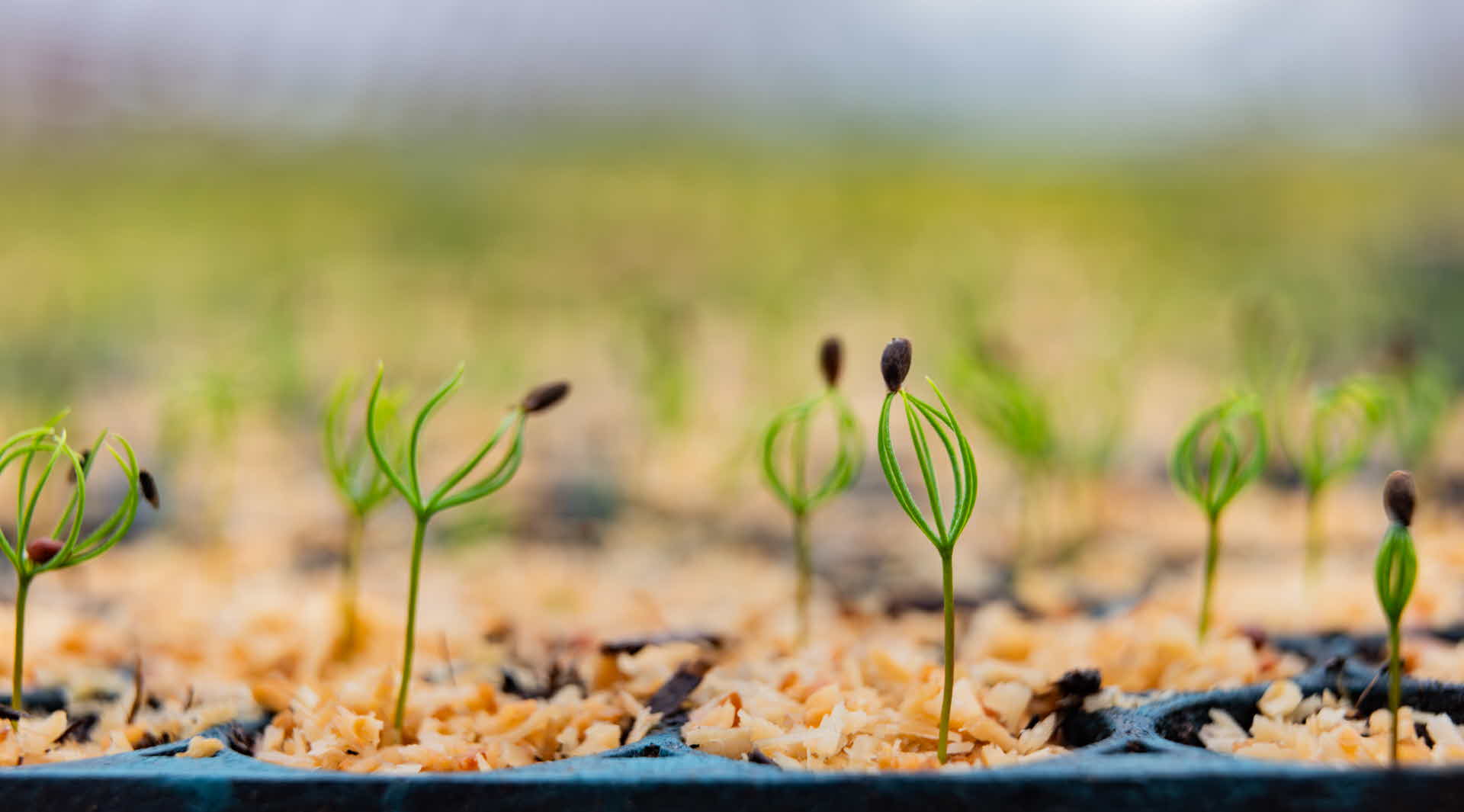 Plantor från Bogrundets plantskola