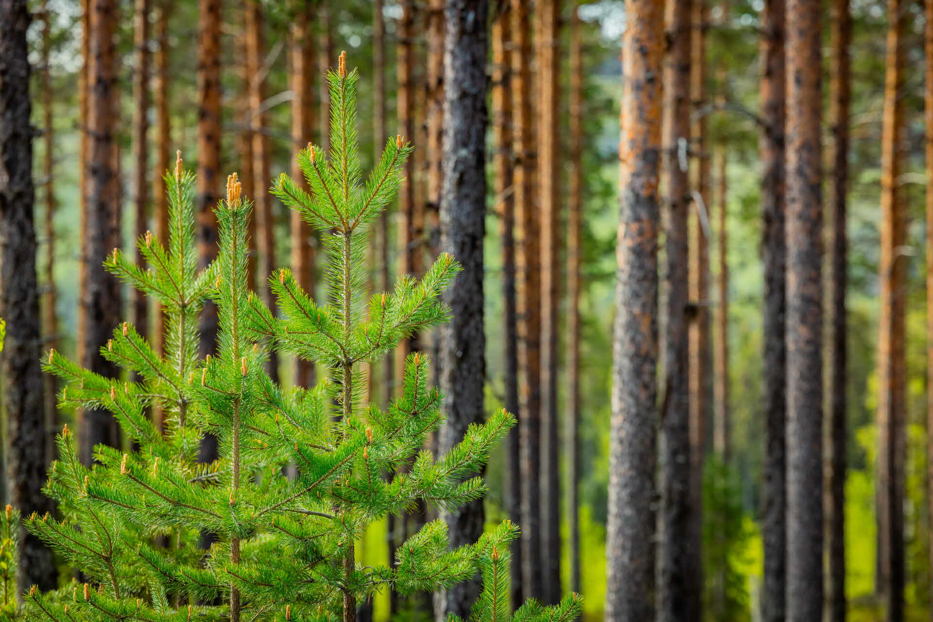 A forest with pine trees. 