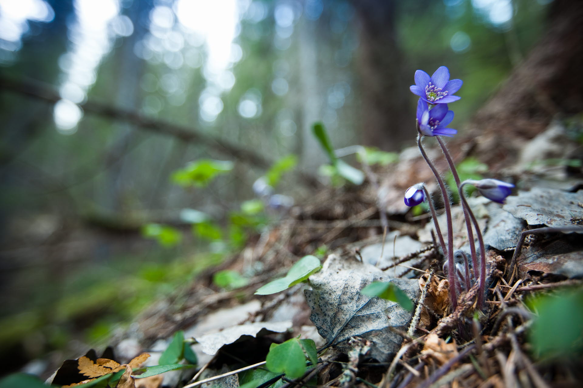 Blue flower in forest